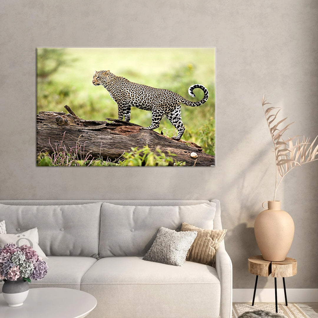 Leopard  Framed Canvas